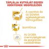 ROYAL CANIN DACHSHUND ADULT - Tacskó felnőtt kutya száraz táp  (0,5 kg)