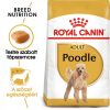 ROYAL CANIN POODLE ADULT - Uszkár felnőtt kutya száraz táp  (0,5 kg)