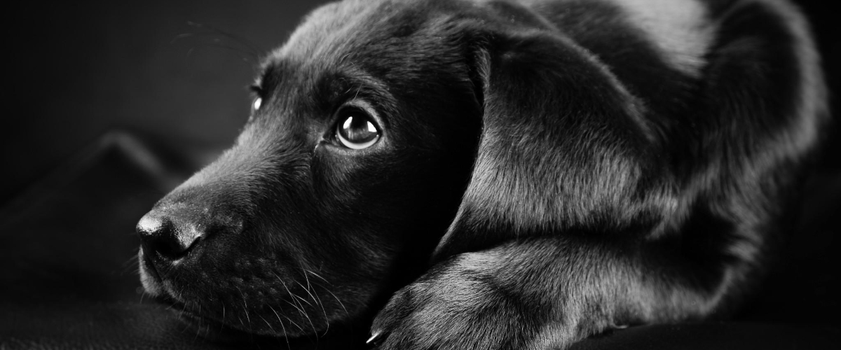Október 1 -  a fekete kutyák világnapja – Ne hagyd, hogy a színük eltakarja őket!