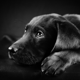 Október 1 -  a fekete kutyák világnapja – Ne hagyd, hogy a színük eltakarja őket!